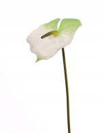 Anthurium (Aronskelk) , 70cm, Ø 18cm